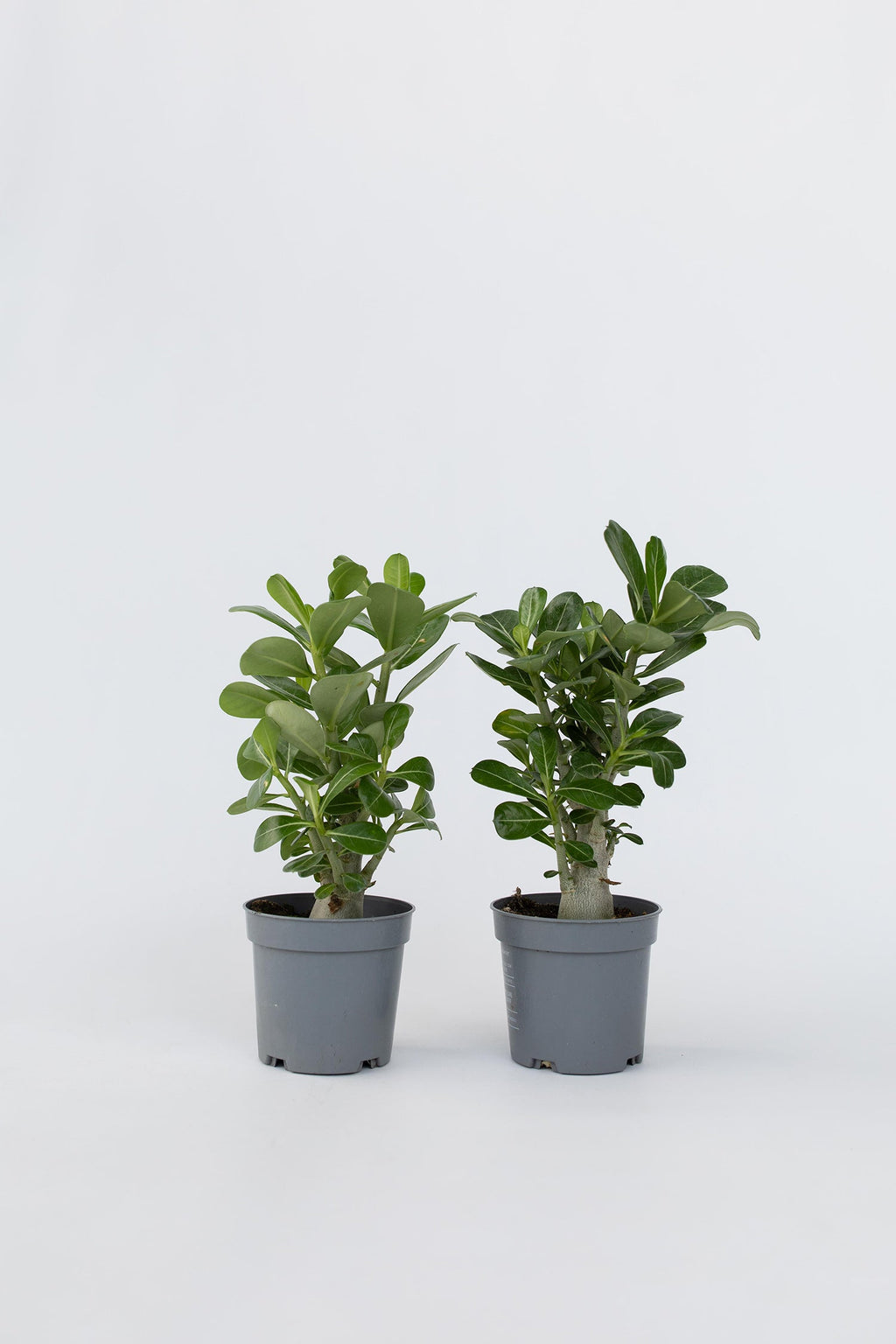 Lot De 2 Adenium « Rose Du Désert » – Plante D’Intérieur