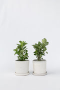 Lot De 2 Adenium « Rose Du Désert » – Plante D’Intérieur