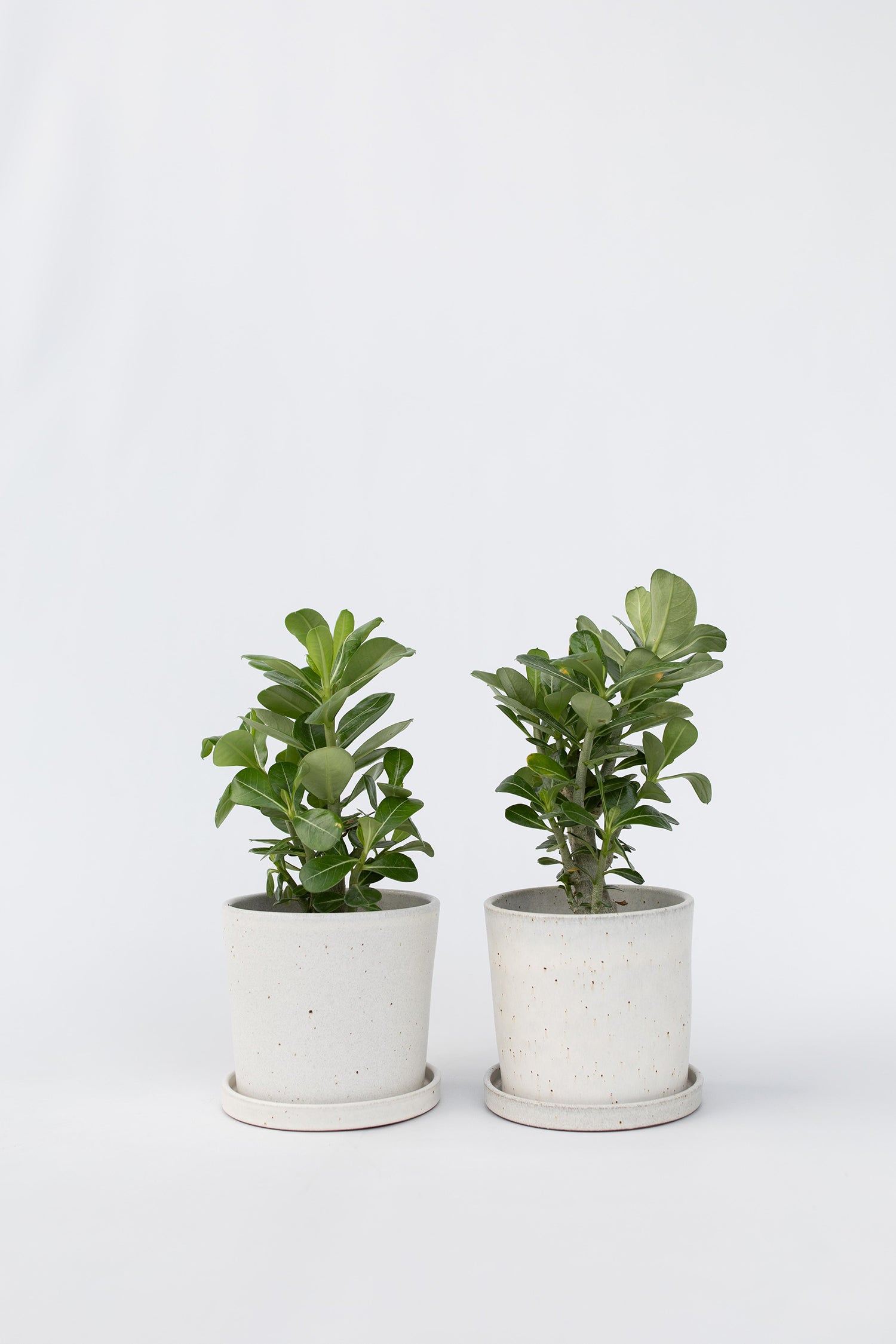 Lot De 2 Adenium « Rose Du Désert » – Plante D’Intérieur