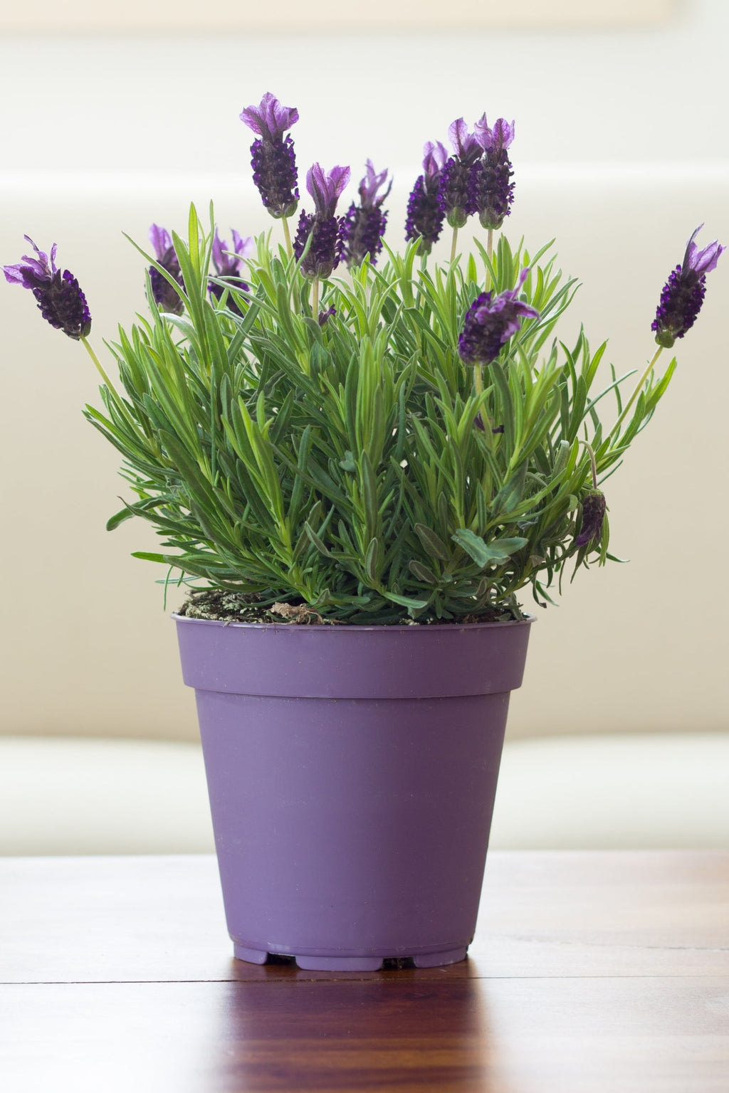 Lot De 6 Lavandes – Plante D’Extérieur