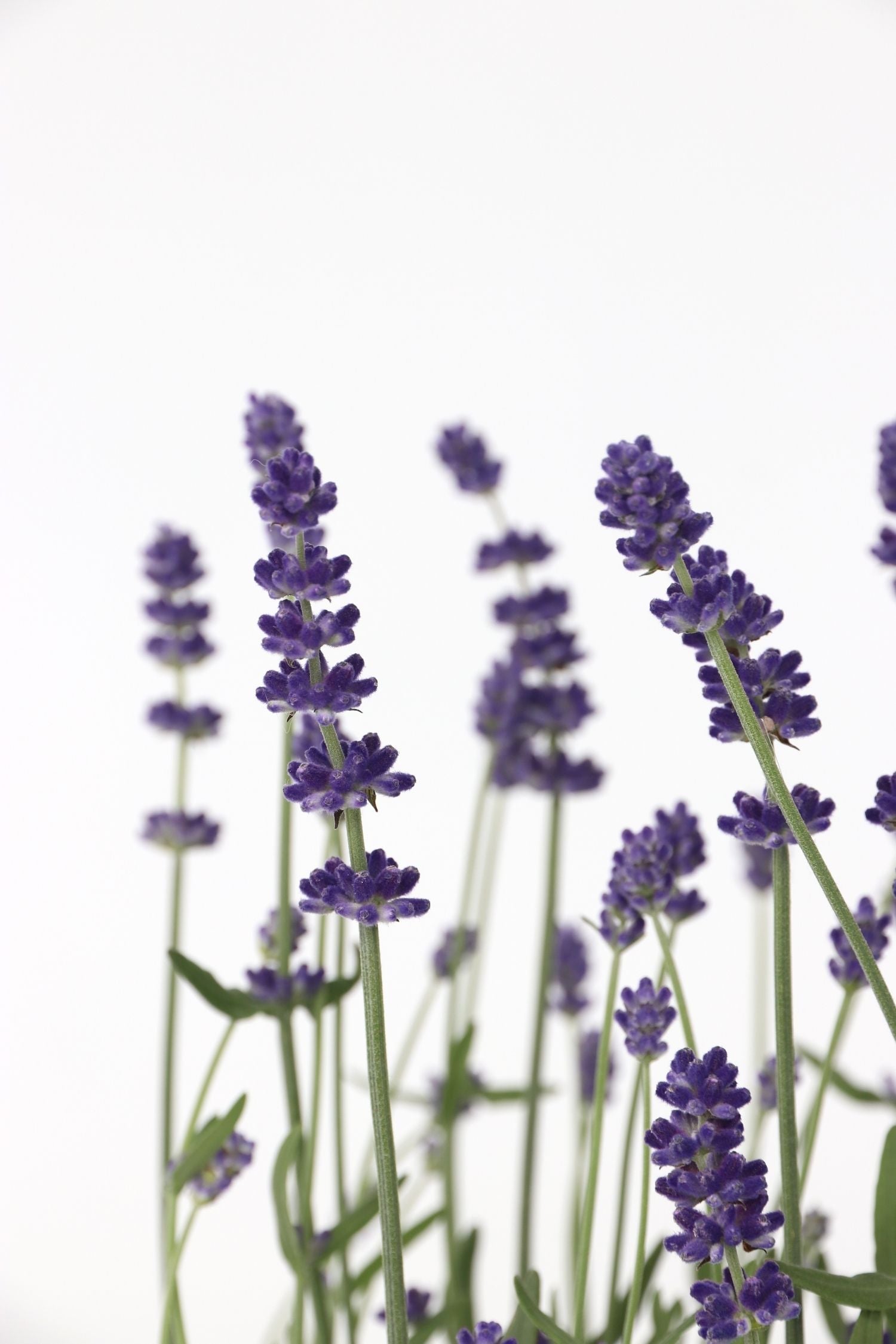 Lot De 6 Lavandes – Plante D’Extérieur