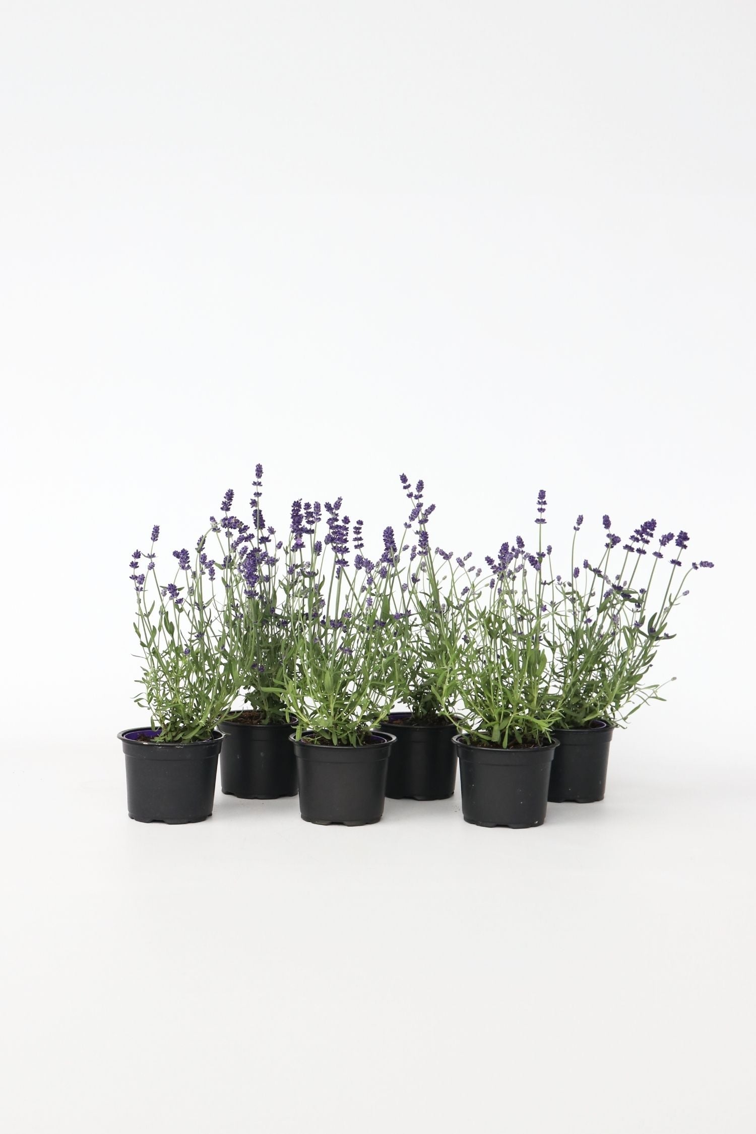 Lot De 6 Lavandes – Plante D’Extérieur