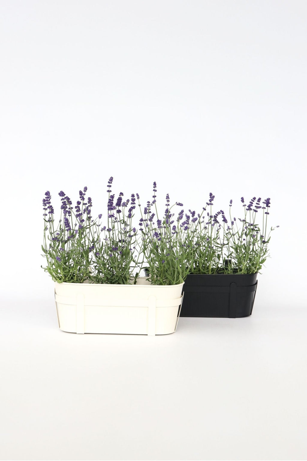 Lot De 6 Lavandes – Plante D’Extérieur
