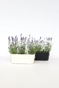 Lot De 6 Lavandes – Plante D’Extérieur