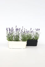Lot De 6 Lavandes – Plante D’Extérieur
