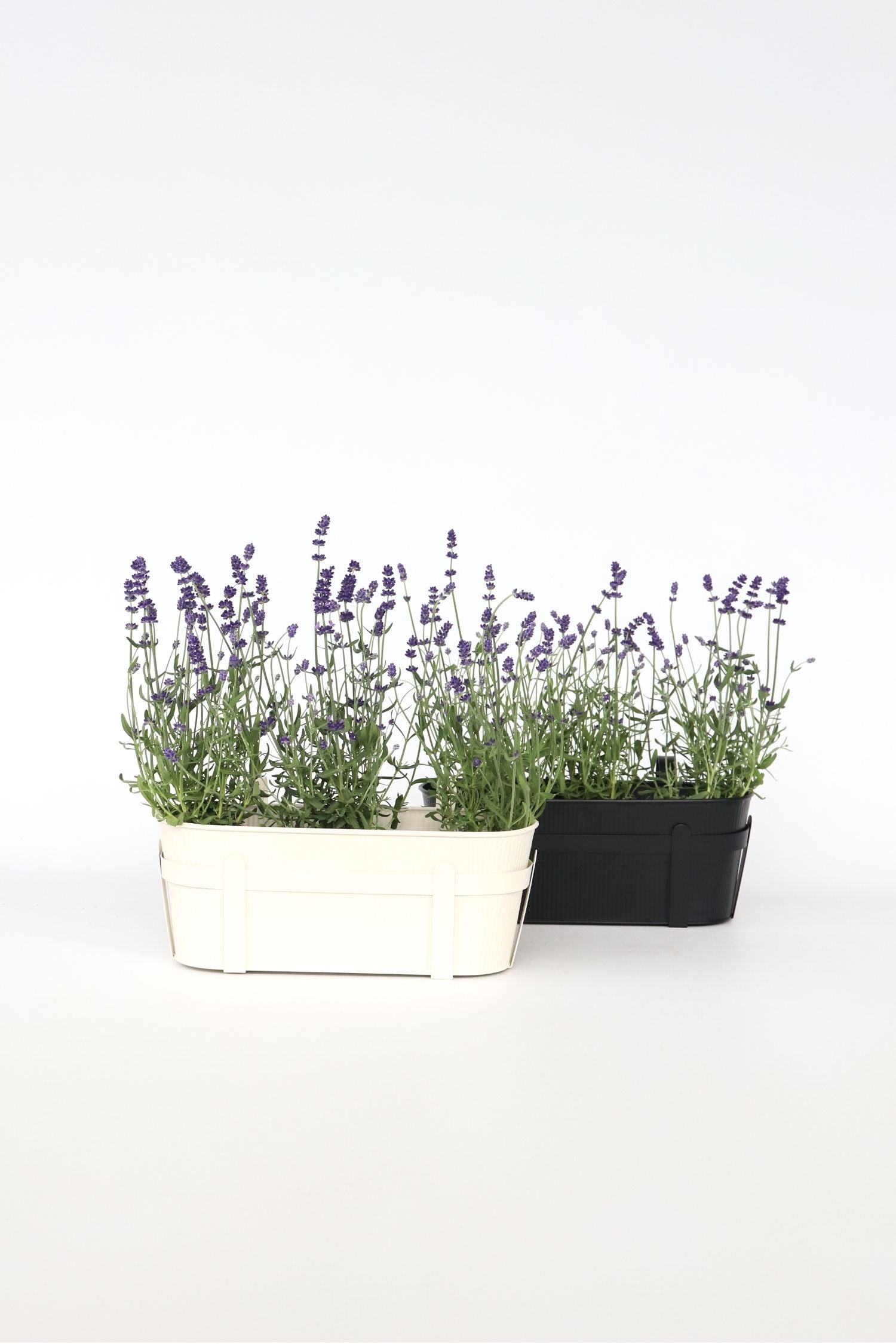 Lot De 6 Lavandes – Plante D’Extérieur