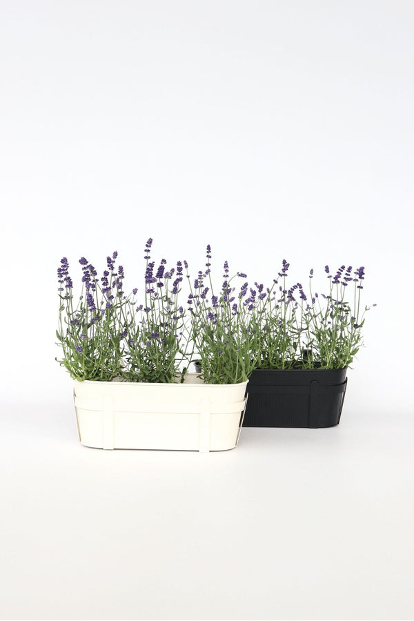 Lot De 6 Lavandes – Plante D’Extérieur