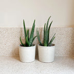 Lot De 2 Aloès Vera – Plante D'Intérieur