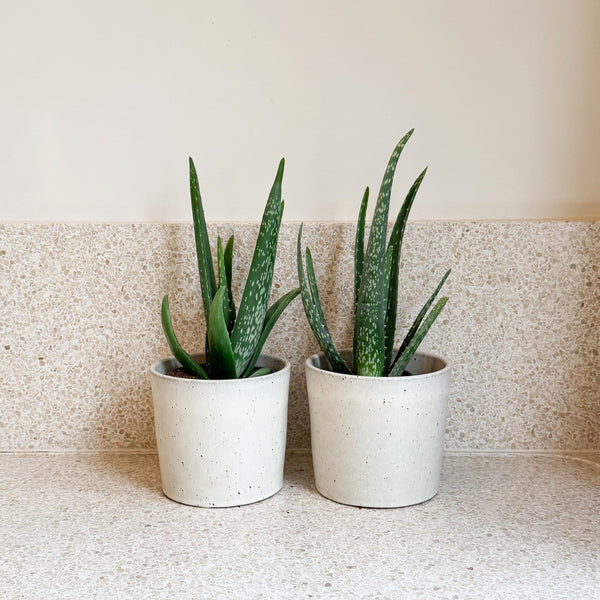 Lot De 2 Aloès Vera – Plante D'Intérieur