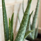 Lot De 2 Aloès Vera – Plante D'Intérieur