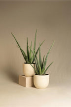 Lot De 3 Aloé Vera – Plante D’Intérieur