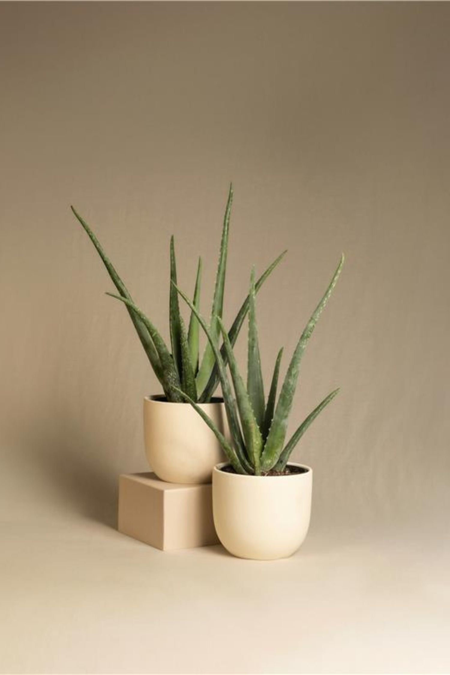 Lot De 3 Aloé Vera – Plante D’Intérieur