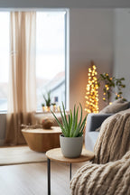 Lot De 3 Aloé Vera – Plante D’Intérieur