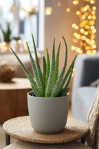 Lot De 3 Aloé Vera – Plante D’Intérieur