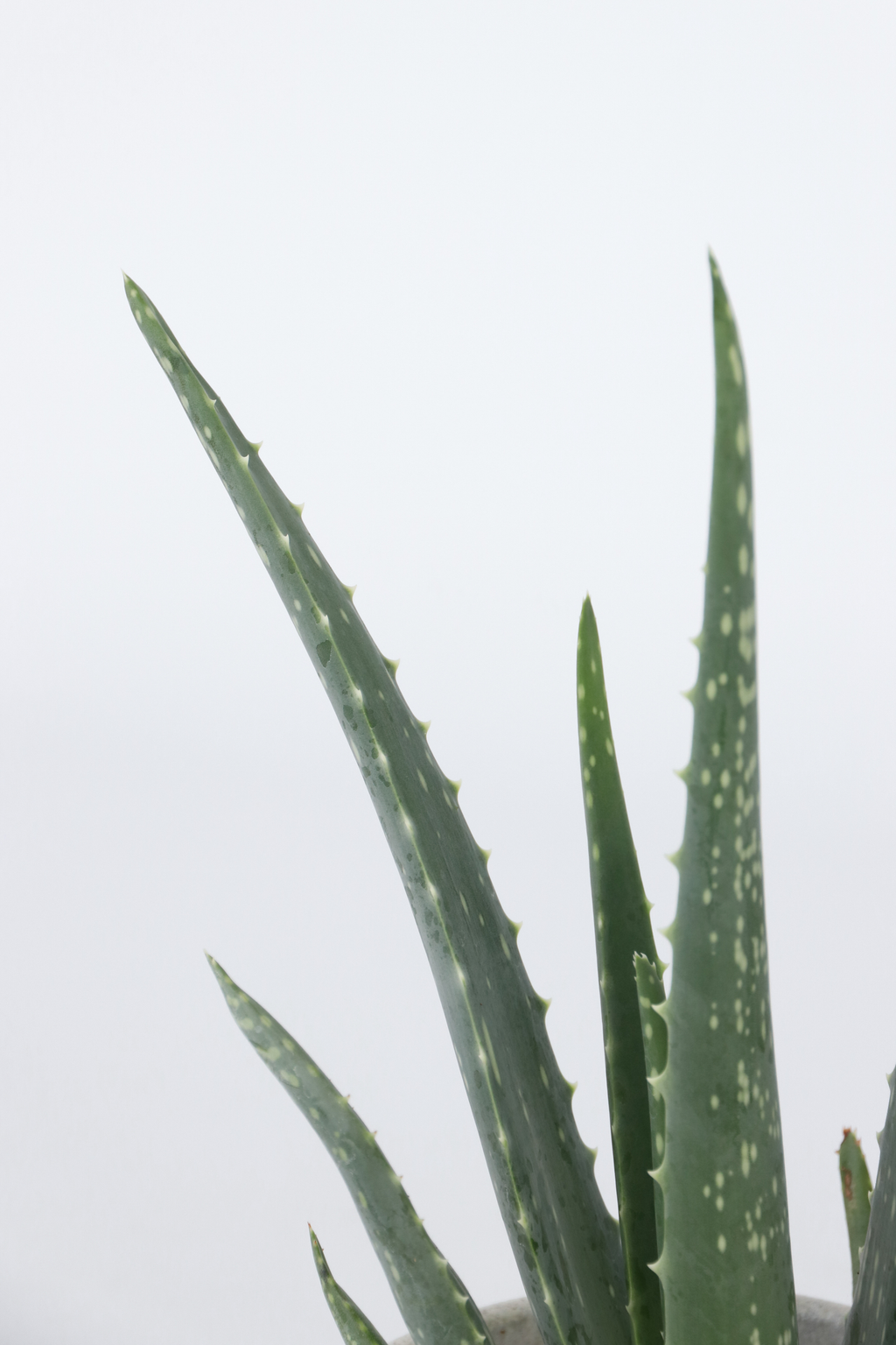 Lot De 3 Aloé Vera – Plante D’Intérieur