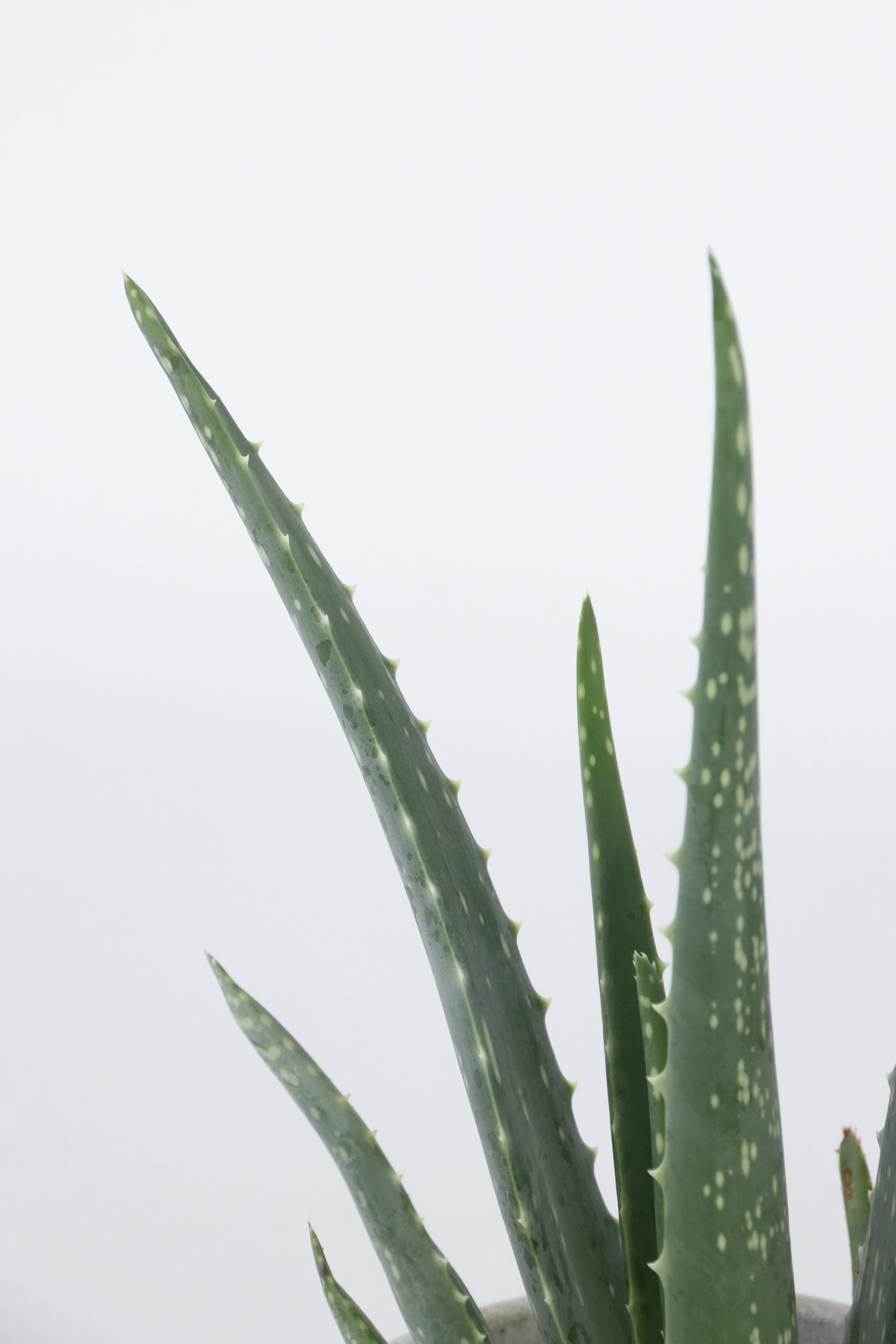 Lot De 3 Aloé Vera – Plante D’Intérieur