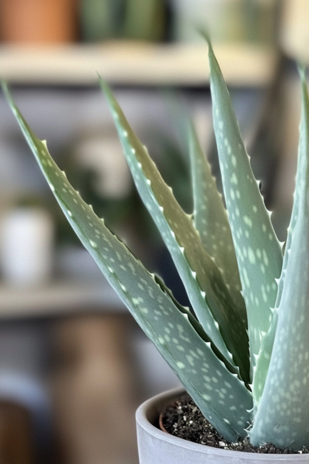 Lot De 3 Aloé Vera – Plante D’Intérieur