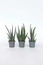 Lot De 3 Aloé Vera – Plante D’Intérieur