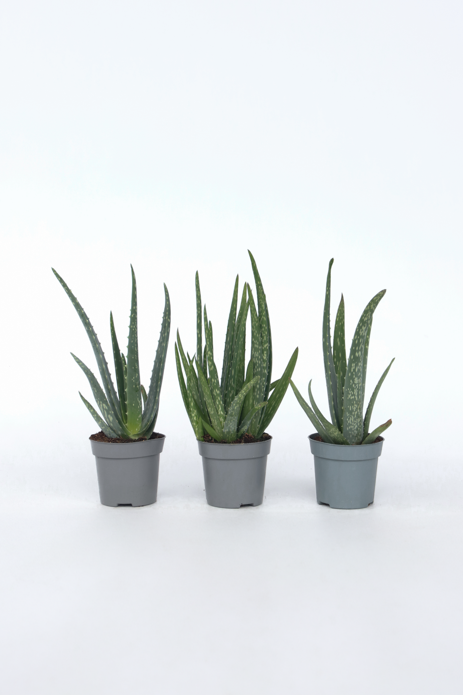 Lot De 3 Aloé Vera – Plante D’Intérieur
