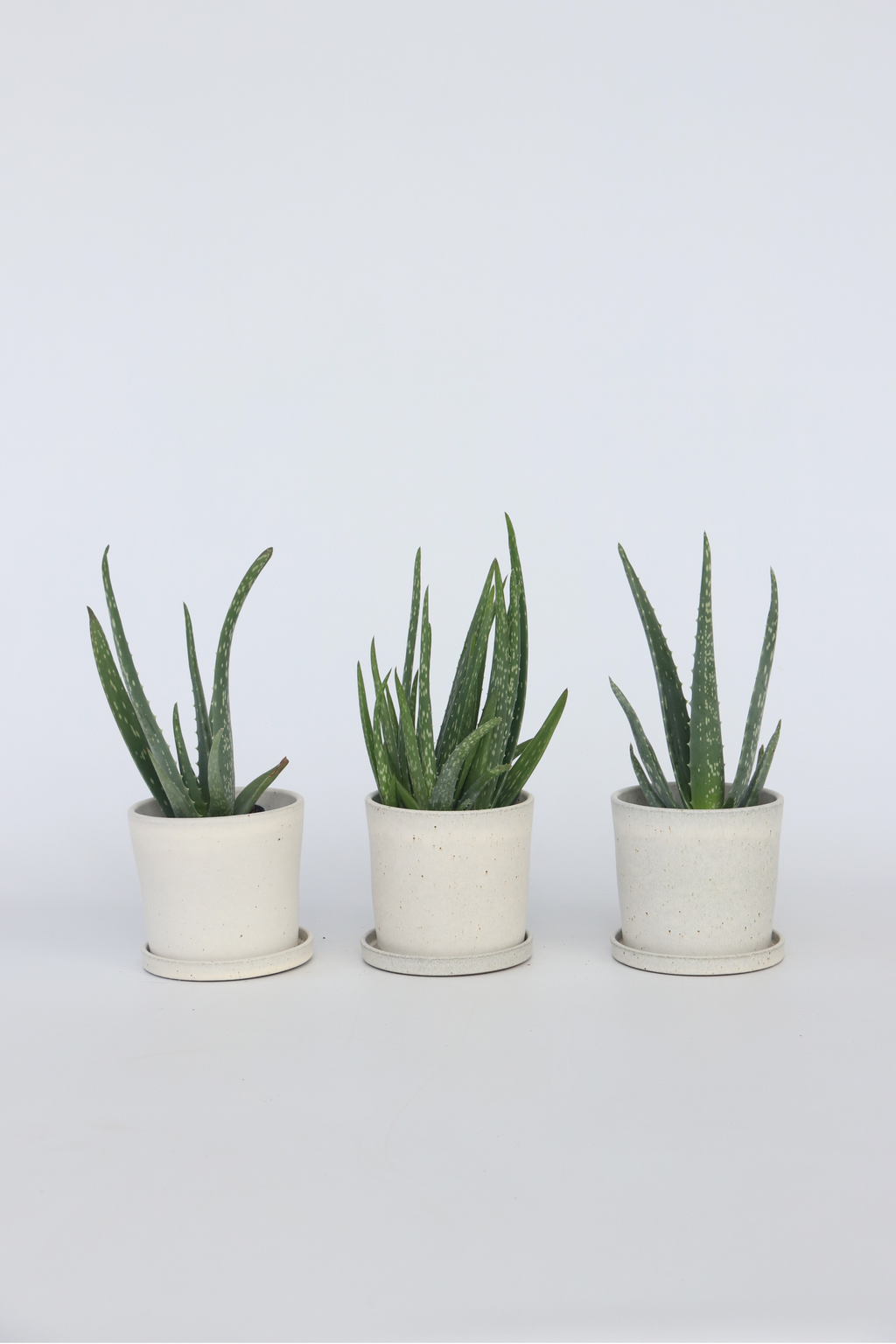 Lot De 3 Aloé Vera – Plante D’Intérieur