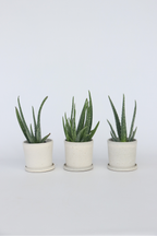 Lot De 3 Aloé Vera – Plante D’Intérieur