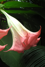 Mélange De 3 Brugmansias « Trompette Des Anges » – Plante D’Extérieur