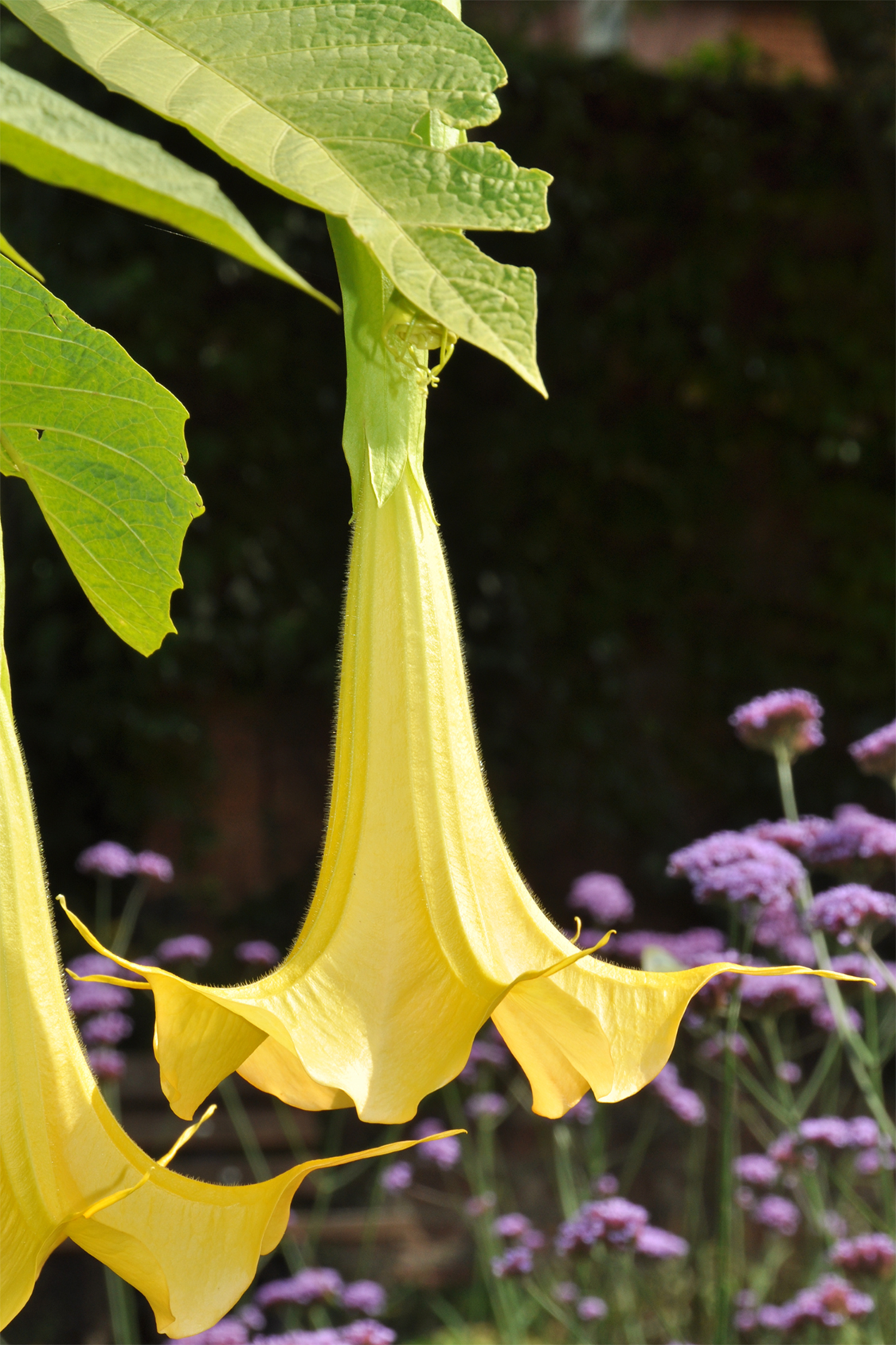 Mélange De 3 Brugmansias « Trompette Des Anges » – Plante D’Extérieur