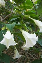 Mélange De 3 Brugmansias « Trompette Des Anges » – Plante D’Extérieur