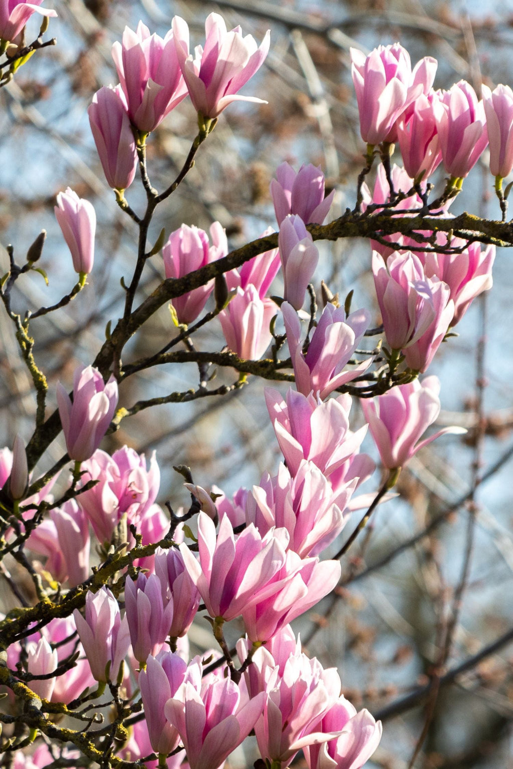 Mélange De 3 Magnolias – Plante D’Extérieur