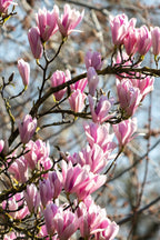 Mélange De 3 Magnolias – Plante D’Extérieur