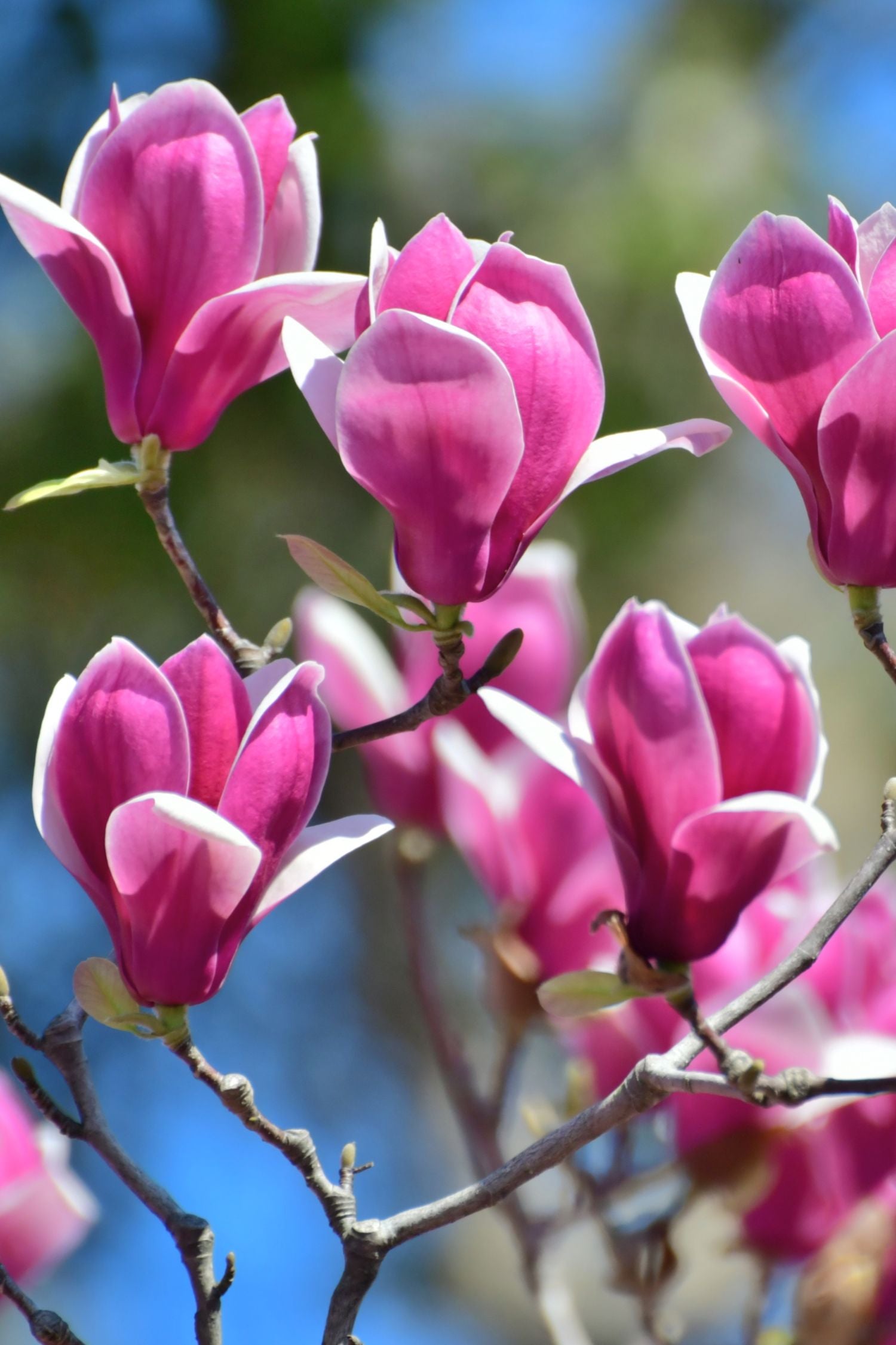 Mélange De 3 Magnolias – Plante D’Extérieur