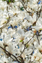 Mélange De 3 Magnolias – Plante D’Extérieur