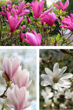Mélange De 3 Magnolias – Plante D’Extérieur