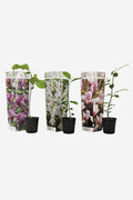 Mélange De 3 Magnolias – Plante D’Extérieur