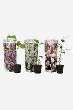 Mélange De 3 Magnolias – Plante D’Extérieur