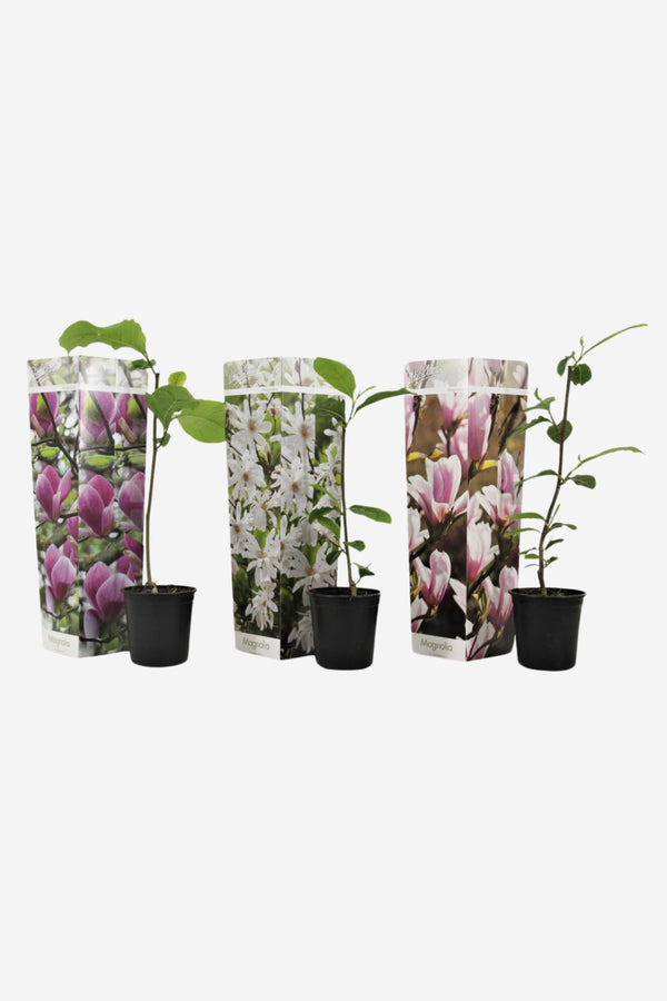 Mélange De 3 Magnolias – Plante D’Extérieur