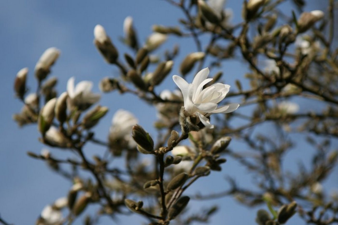 Lot De 3 Magnolias Blancs ‘Stellata’ – Plante D’Extérieur