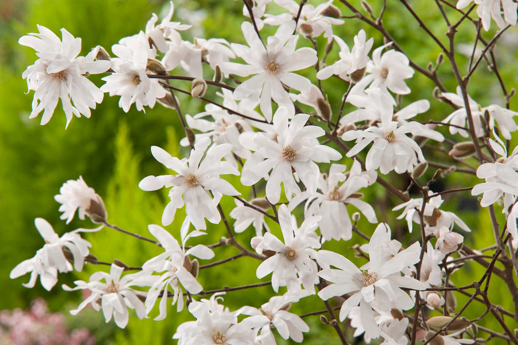 Lot De 3 Magnolias Blancs ‘Stellata’ – Plante D’Extérieur