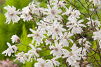 Lot De 3 Magnolias Blancs ‘Stellata’ – Plante D’Extérieur