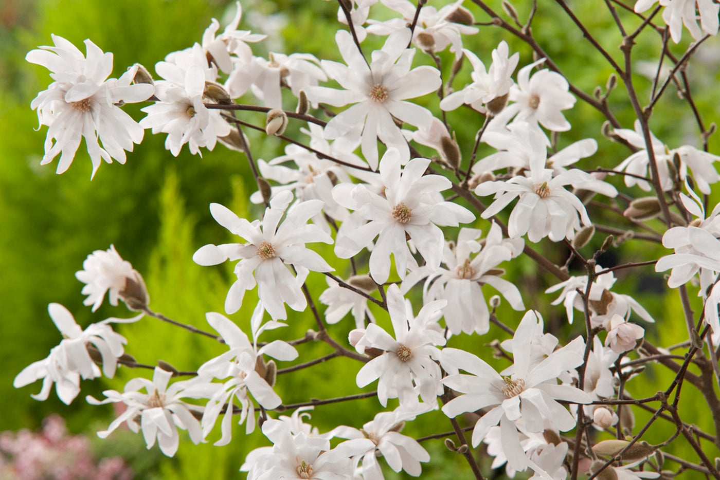 Lot De 3 Magnolias Blancs ‘Stellata’ – Plante D’Extérieur