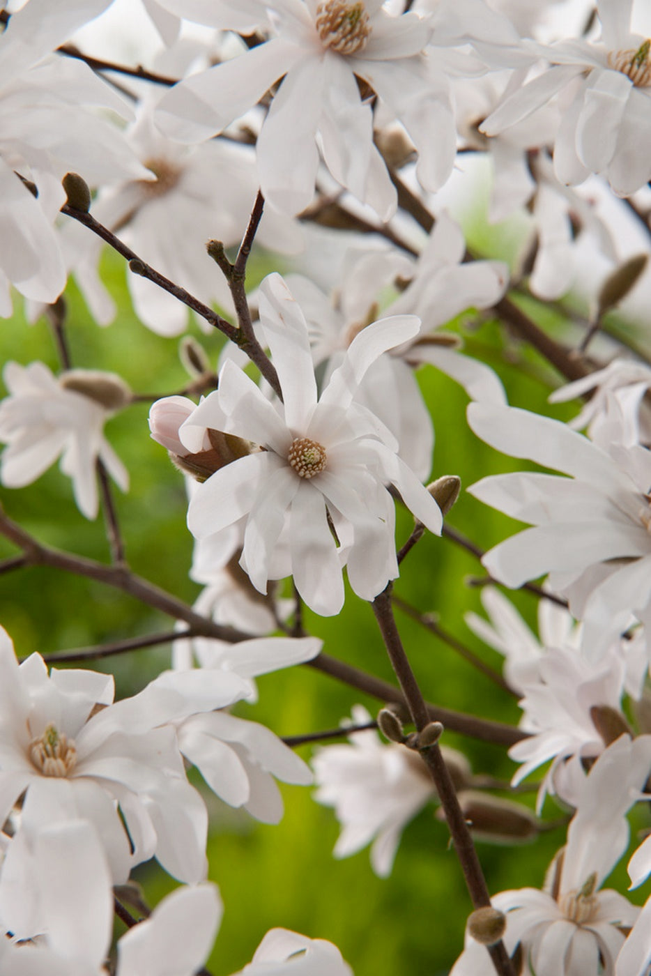 Lot De 3 Magnolias Blancs ‘Stellata’ – Plante D’Extérieur