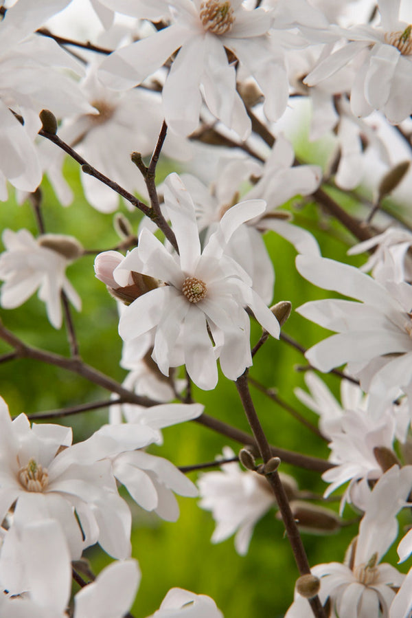 Lot De 3 Magnolias Blancs ‘Stellata’ – Plante D’Extérieur