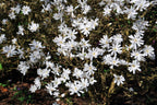 Lot De 3 Magnolias Blancs ‘Stellata’ – Plante D’Extérieur