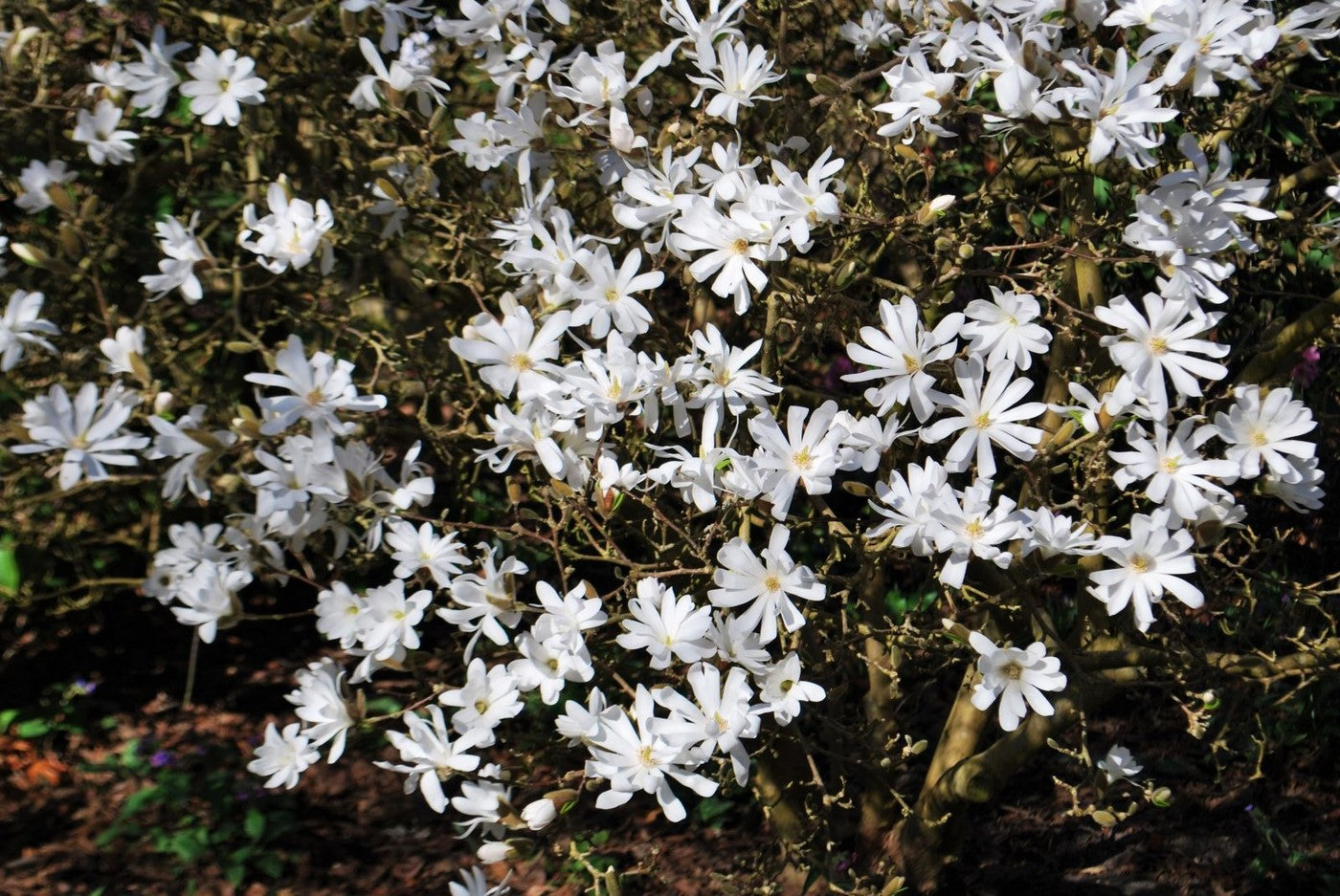 Lot De 3 Magnolias Blancs ‘Stellata’ – Plante D’Extérieur