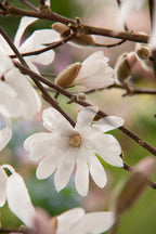 Lot De 3 Magnolias Blancs ‘Stellata’ – Plante D’Extérieur