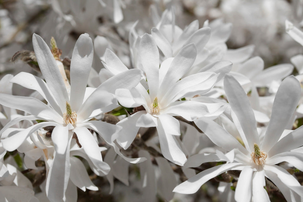 Lot De 3 Magnolias Blancs ‘Stellata’ – Plante D’Extérieur