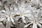 Lot De 3 Magnolias Blancs ‘Stellata’ – Plante D’Extérieur