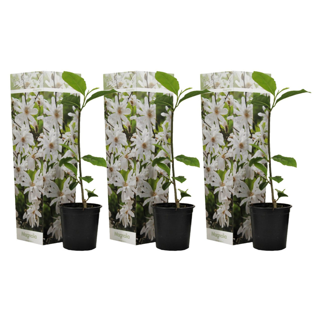 Lot De 3 Magnolias Blancs ‘Stellata’ – Plante D’Extérieur