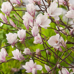 Lot De 3 Magnolias Rose Clair ‘Soulangeana’ – Plante D’Extérieur