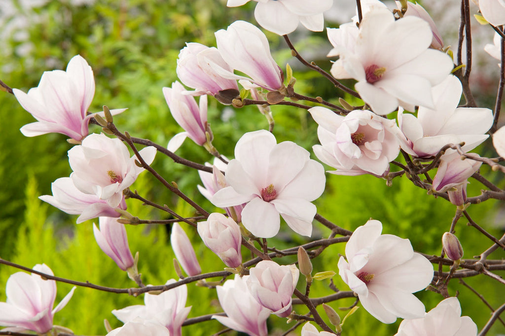 Lot De 3 Magnolias Rose Clair ‘Soulangeana’ – Plante D’Extérieur